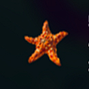 Majestic Mermaid Paytable Symbol 6